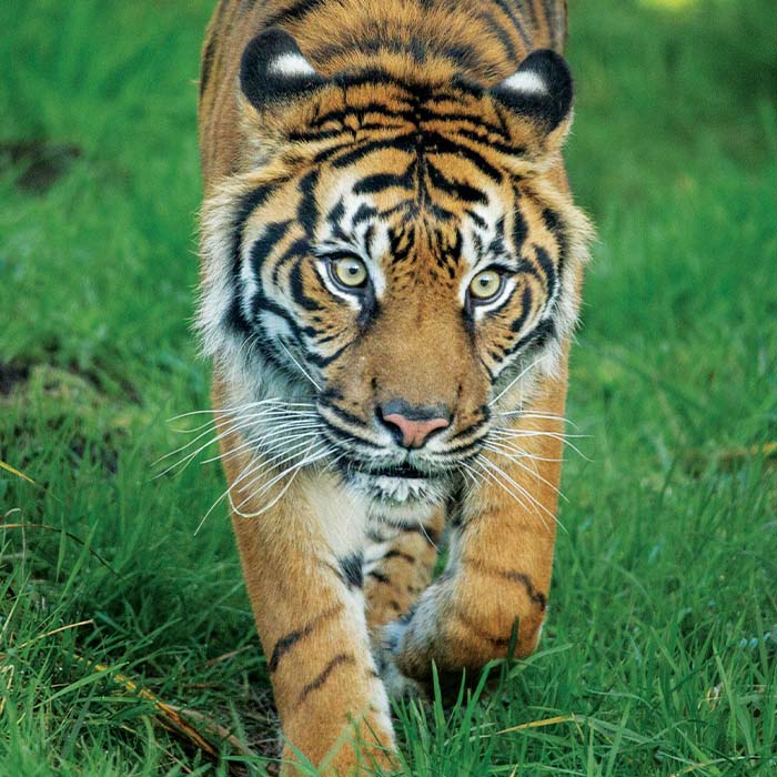 Protecting and Restoring Wildlife